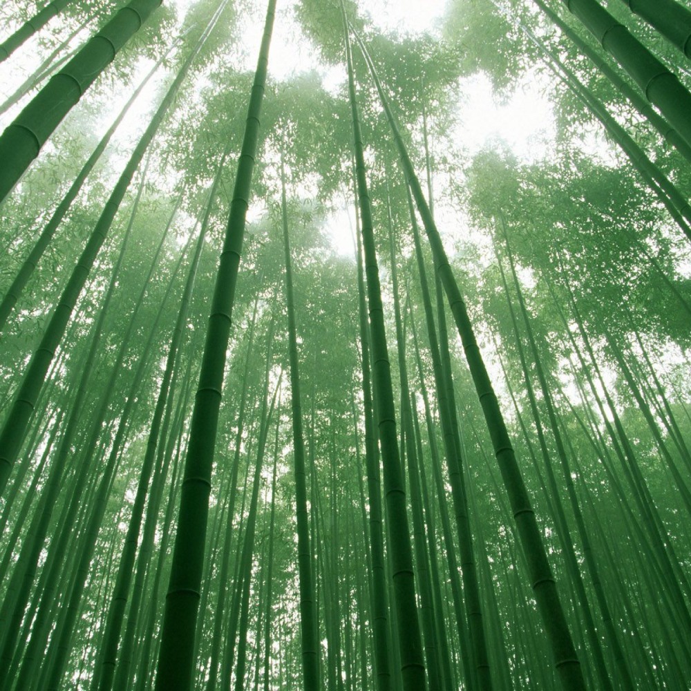 Community Bamboo Plantations