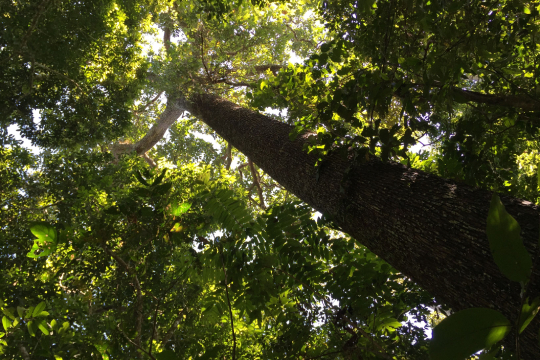 Acre, Amazon