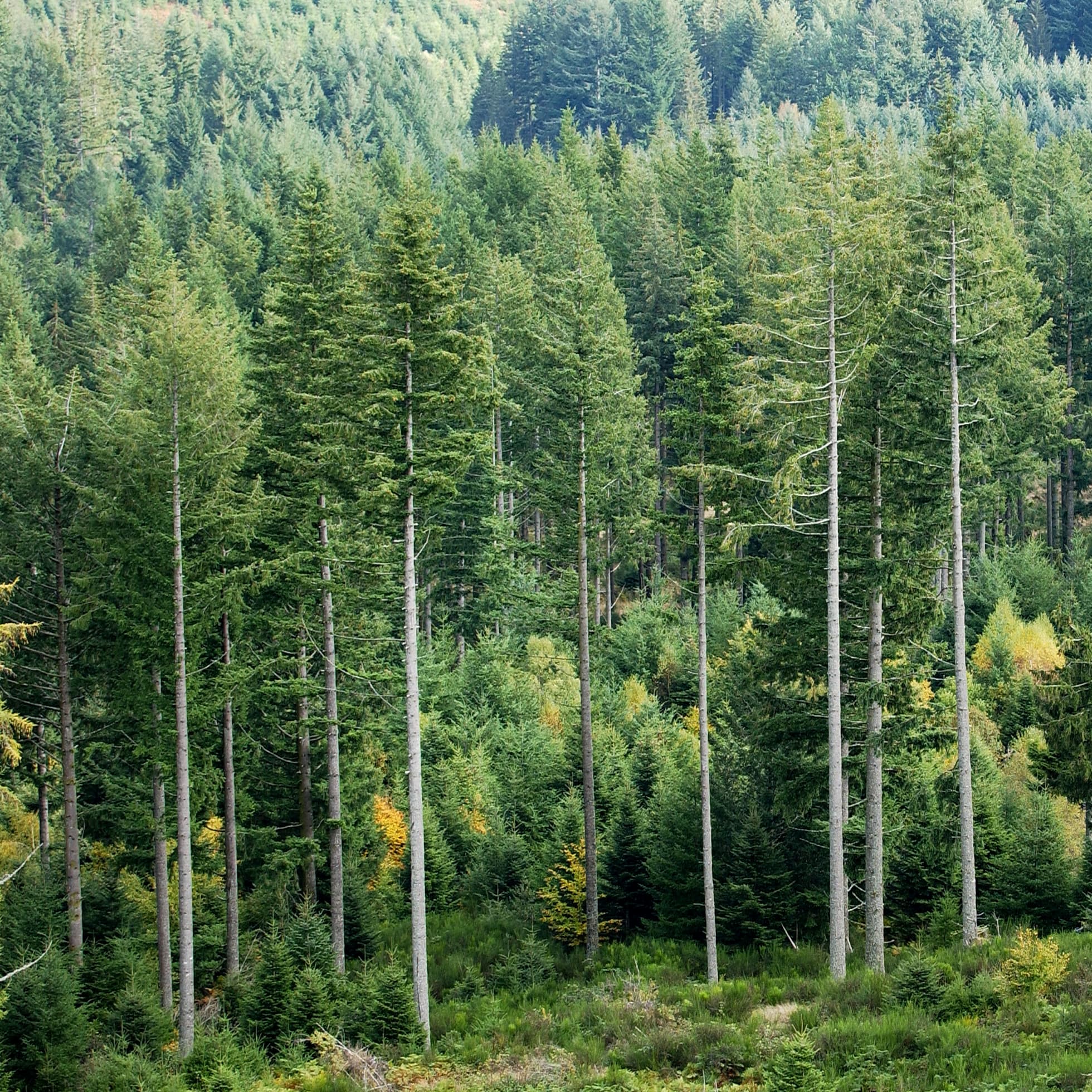 NGP|IUFRO - Forest Plantations in Resilient Landscapes, Sep 2022